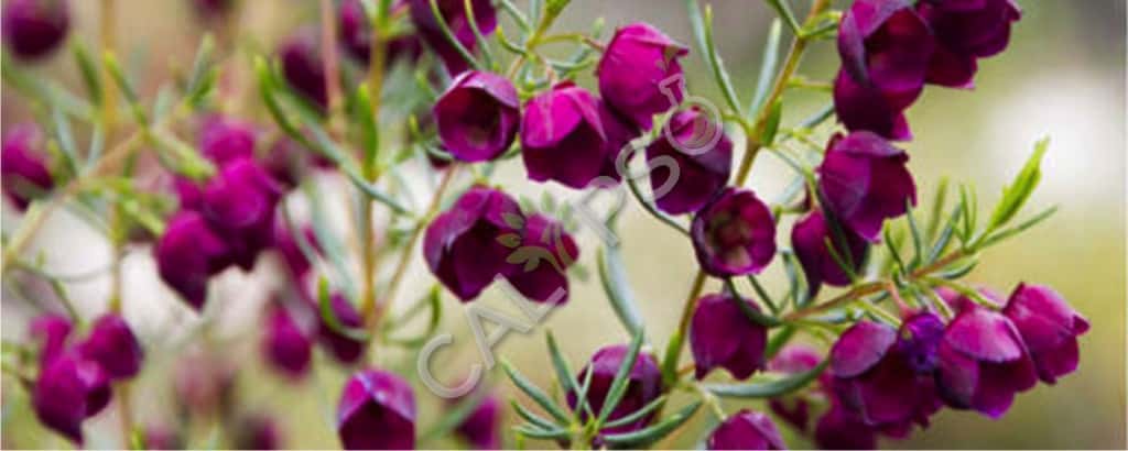 Boronia absolute olievoordelen